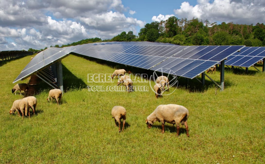 التعاون الاستراتيجي بين شركة Egret Solar لتكنولوجيا الطاقة الجديدة وشركة Smart Concept Energy